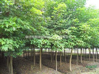 重陽木 價格、產地、圖片及綠化應用詳解