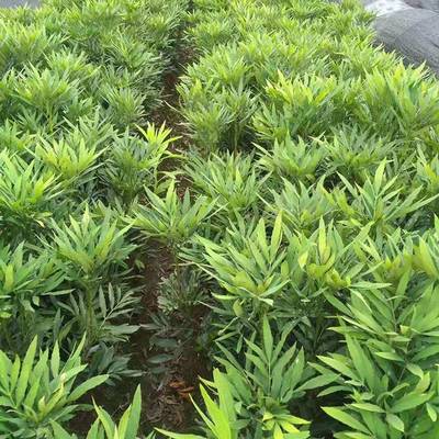 基地批發毛鵑 優質灌木綠化苗木，滿足景觀工程需求