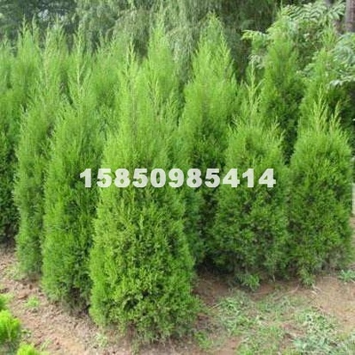 江蘇夢福園林綠化工程 專業供應各類綠化苗木、花卉盆景與果樹