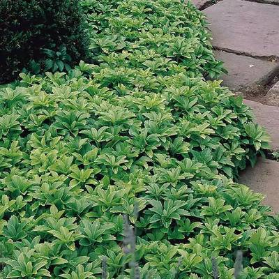 基地批發富貴草苗 品種齊全，助力工程綠化