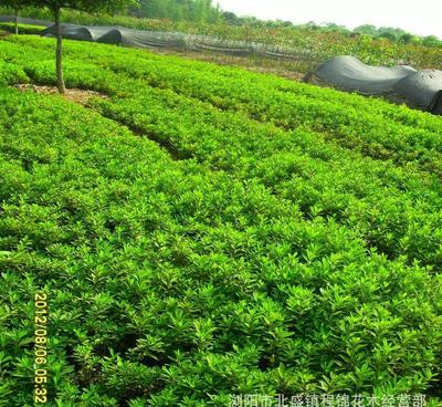 優化產品供應，為綠化工程注入新活力