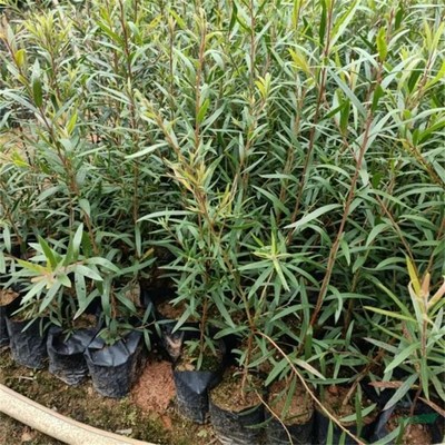 沭陽萬象花木種植專業合作社 匠心打造綠色生態，專業引領綠化工程新風尚