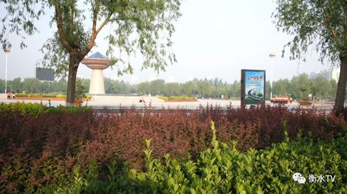 阜城縣穩步推進五大綠化工程，繪就生態新畫卷